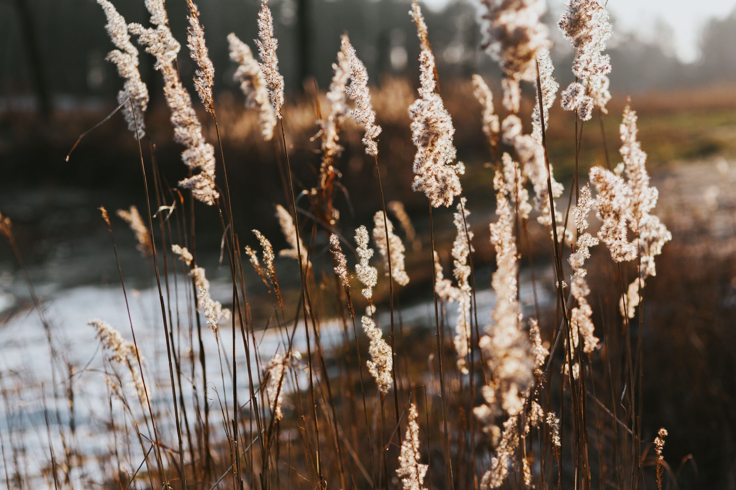 kaboompics walk by a lake 1955